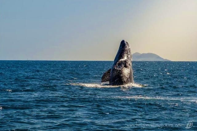 Humpback Whale 